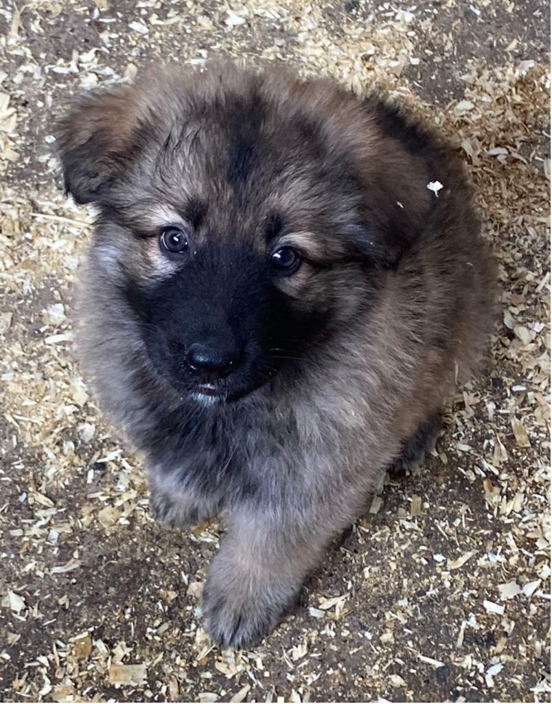 german shepherds for sale gumtree